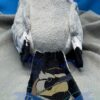 Minky Common Gull - Image 3